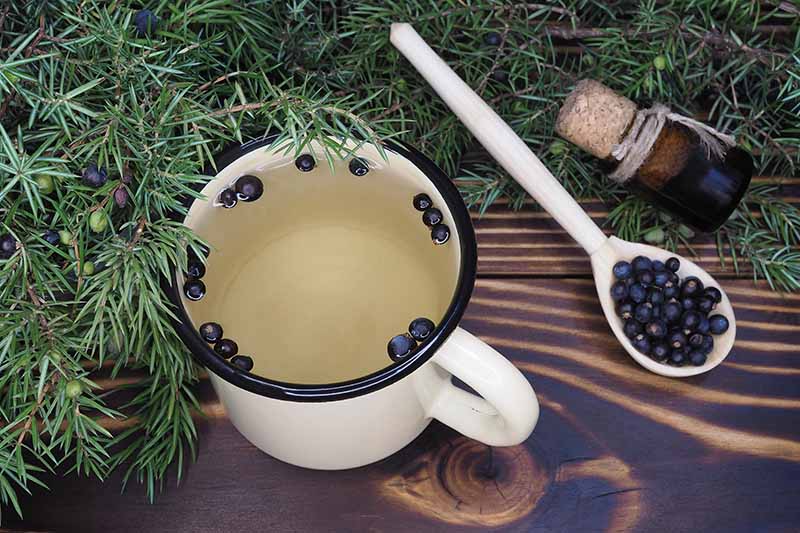 A borókabogyó tea meglepő egészségügyi előnyei